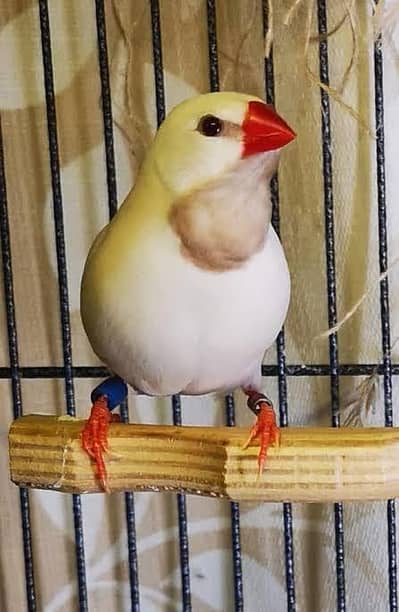 Albino shaftail finch breader pair