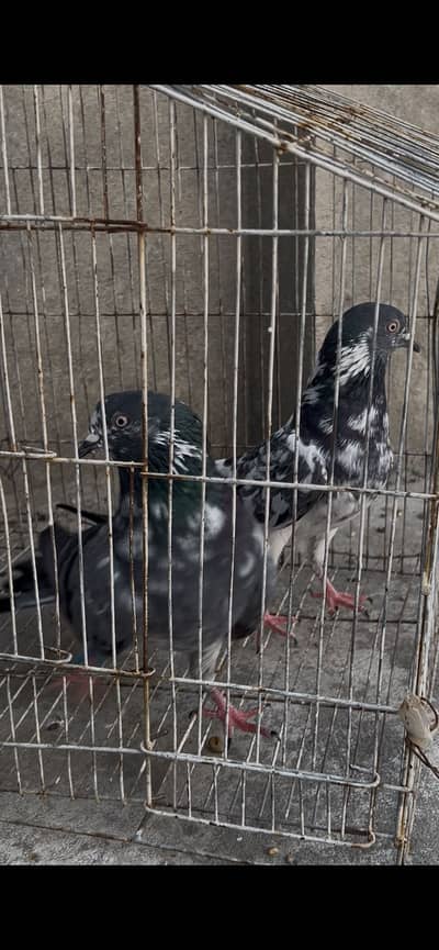 Heigh flying breader pair