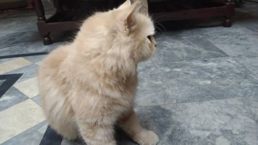 2 female white female 6month broun female 9 month