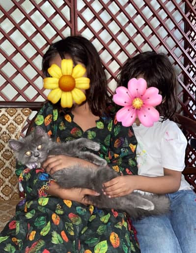 kitten