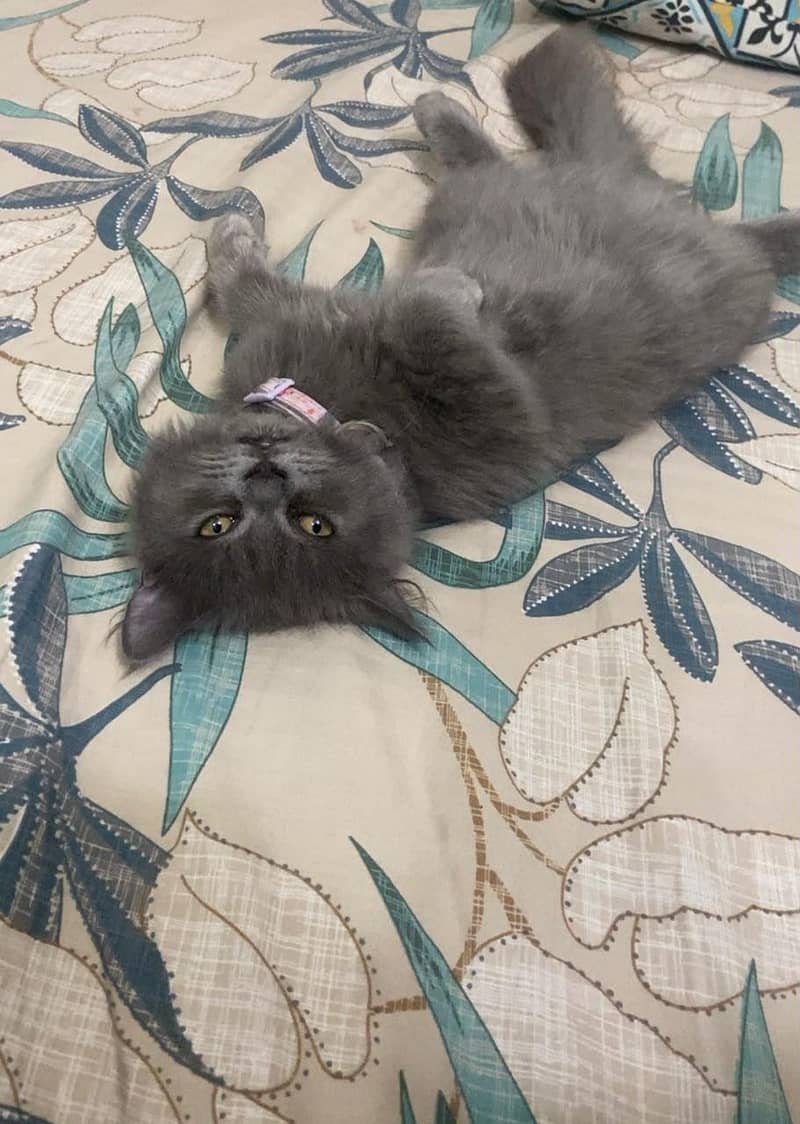 kitten 1