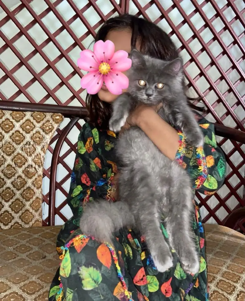 kitten — photo 3