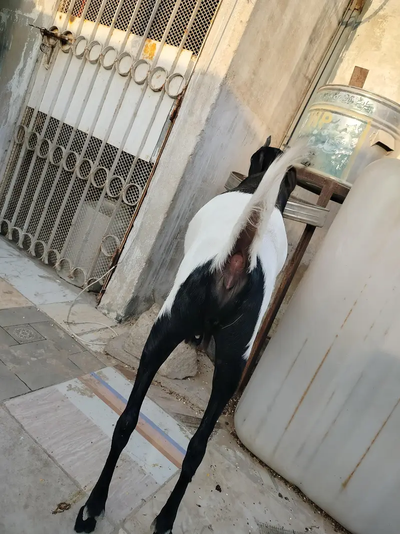 9 ماہ کی خوبصورت مادہ بکری (کاموری کراس) - صحت مند اور ایکٹیو — photo 3