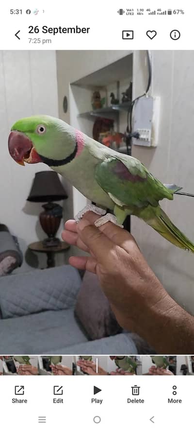 Raw male  # age 4years # full hand tame # very talkative# zero bite#