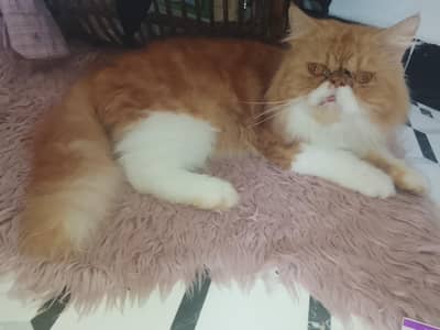 PERSIAN MALE BLOOD LINE PEKI PUNCH FACE