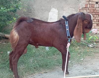 قربانی بکرا