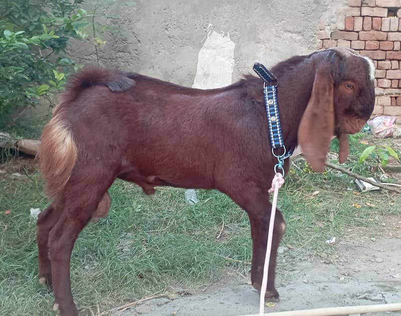 قربانی بکرا 0