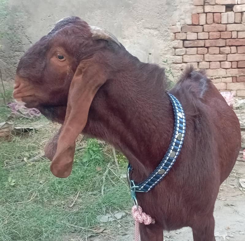 قربانی بکرا 1