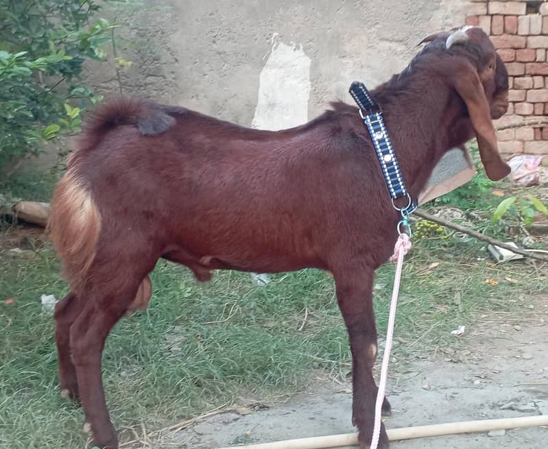 قربانی بکرا 3