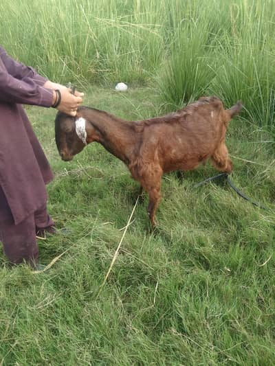 Desi brki for sale