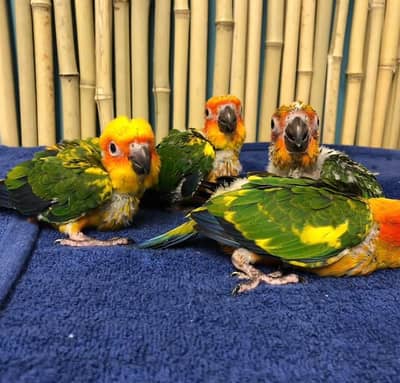 suncnoure parrot Chicks