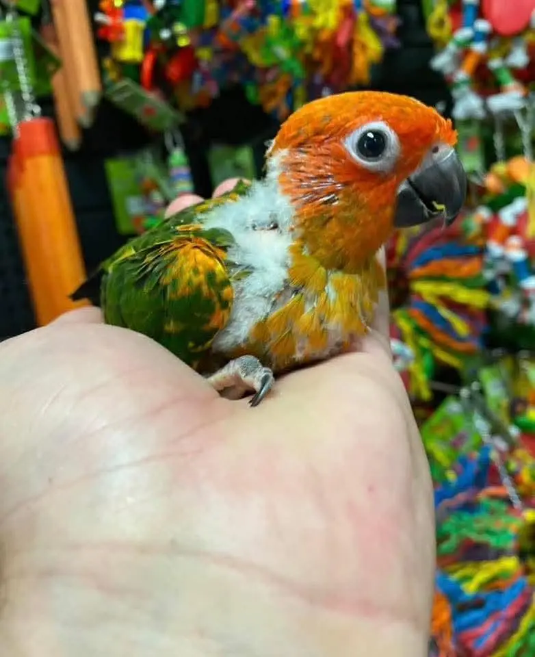 suncnoure parrot Chicks — photo 2
