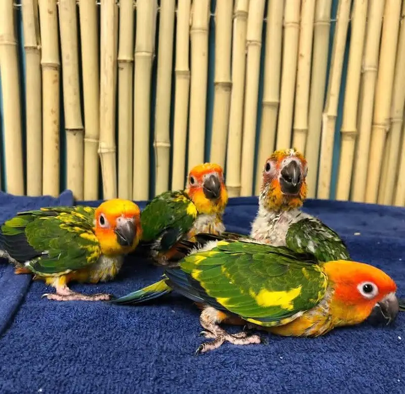 suncnoure parrot Chicks — photo 3