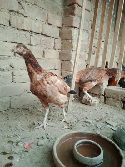 Assalamualaikum for sale 03428169509