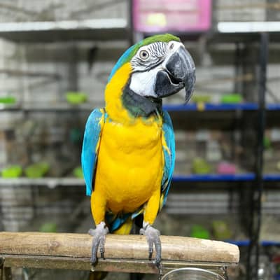 blue gold mcaow full tame female