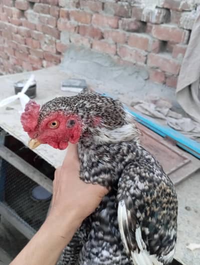 achcha aur teen murga hai