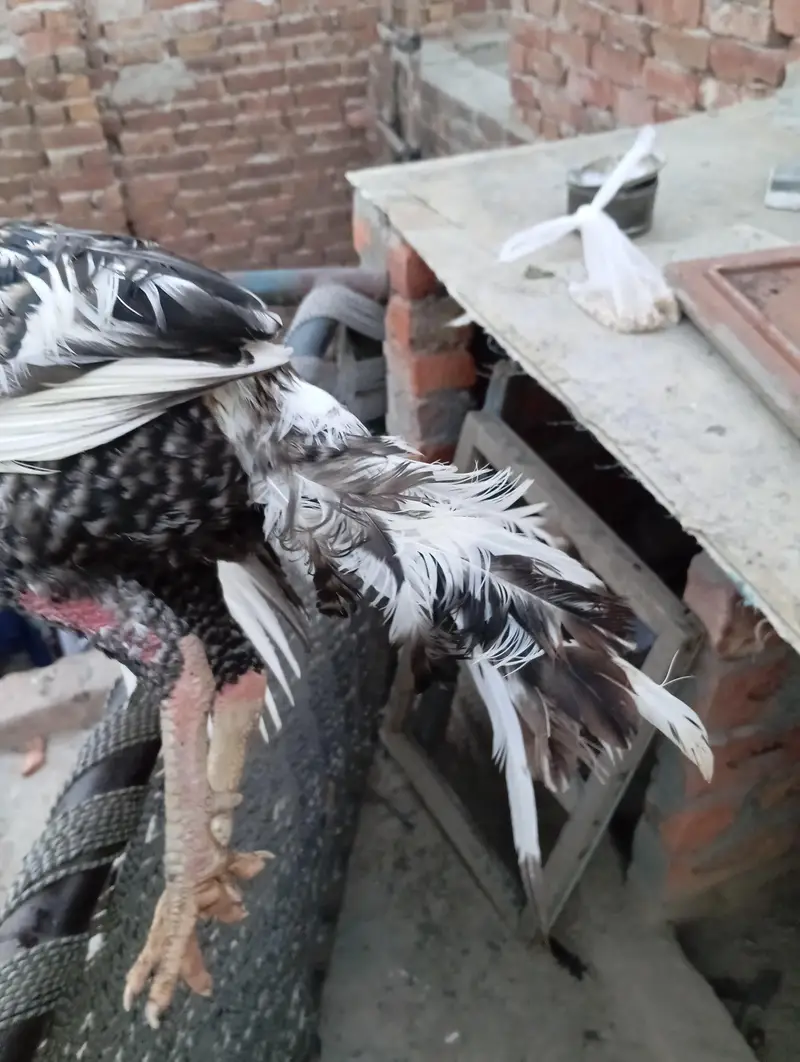 achcha aur teen murga hai — photo 3