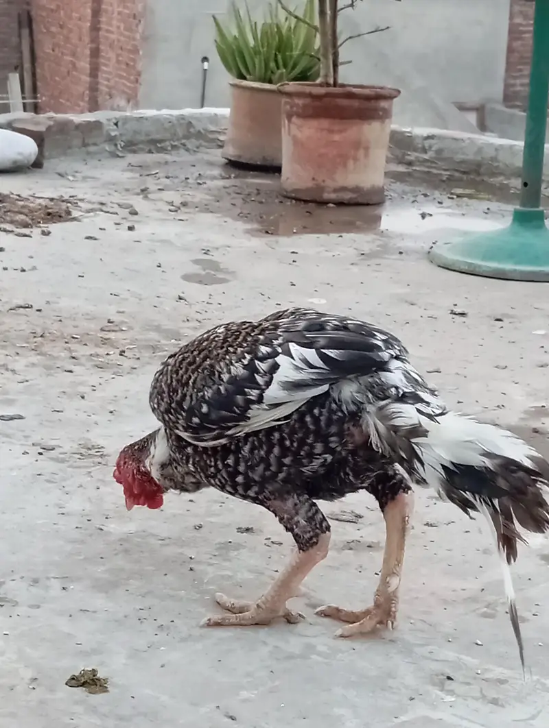 achcha aur teen murga hai — photo 4