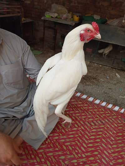Aseel phatq