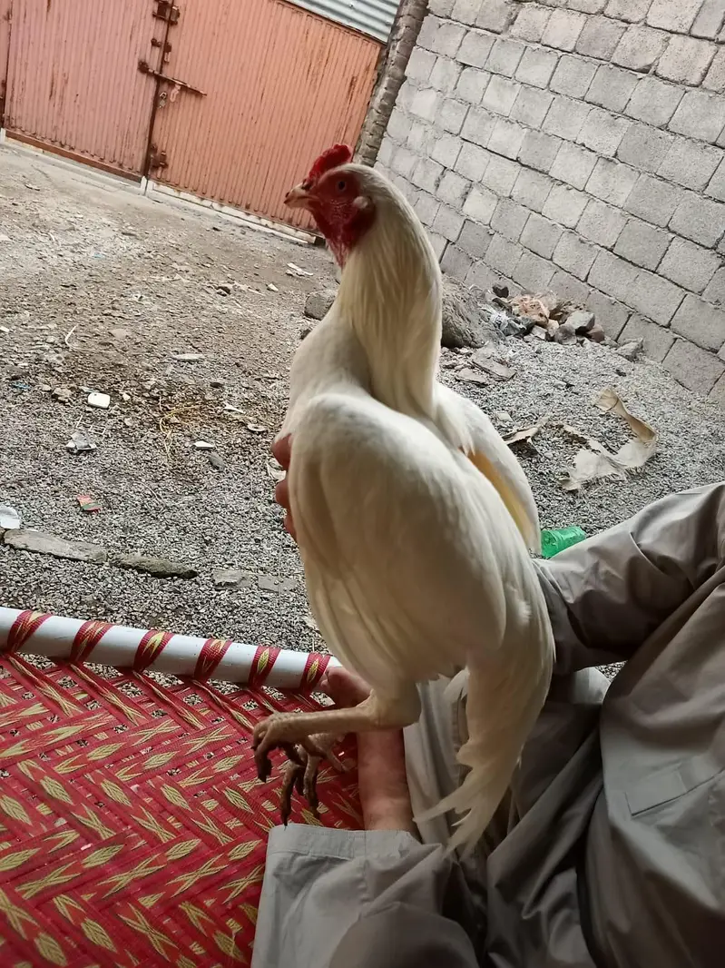 Aseel phatq — photo 2