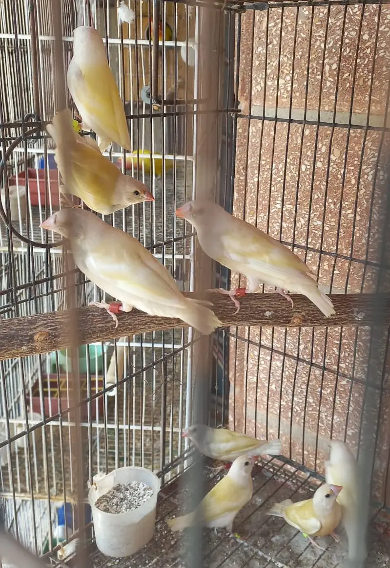 Yellow Back Gouldian Chicks and Half Orange Finches — photo 2