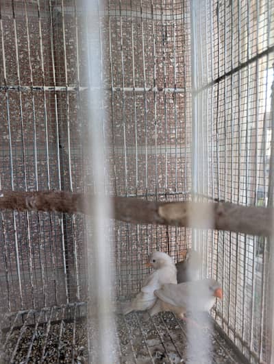 Zebra Finch Pair, Half Orange Finch Female, Opline Chicks