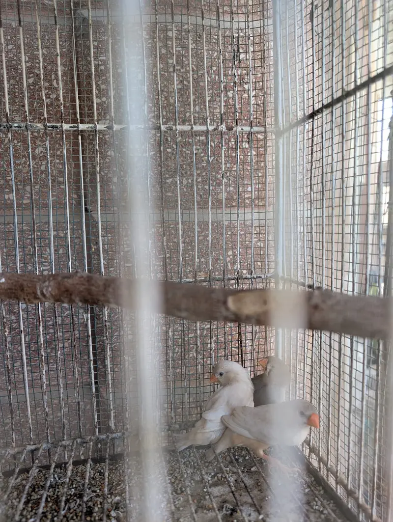 Yellow Back Gouldian Chicks and Half Orange Finches — photo 3