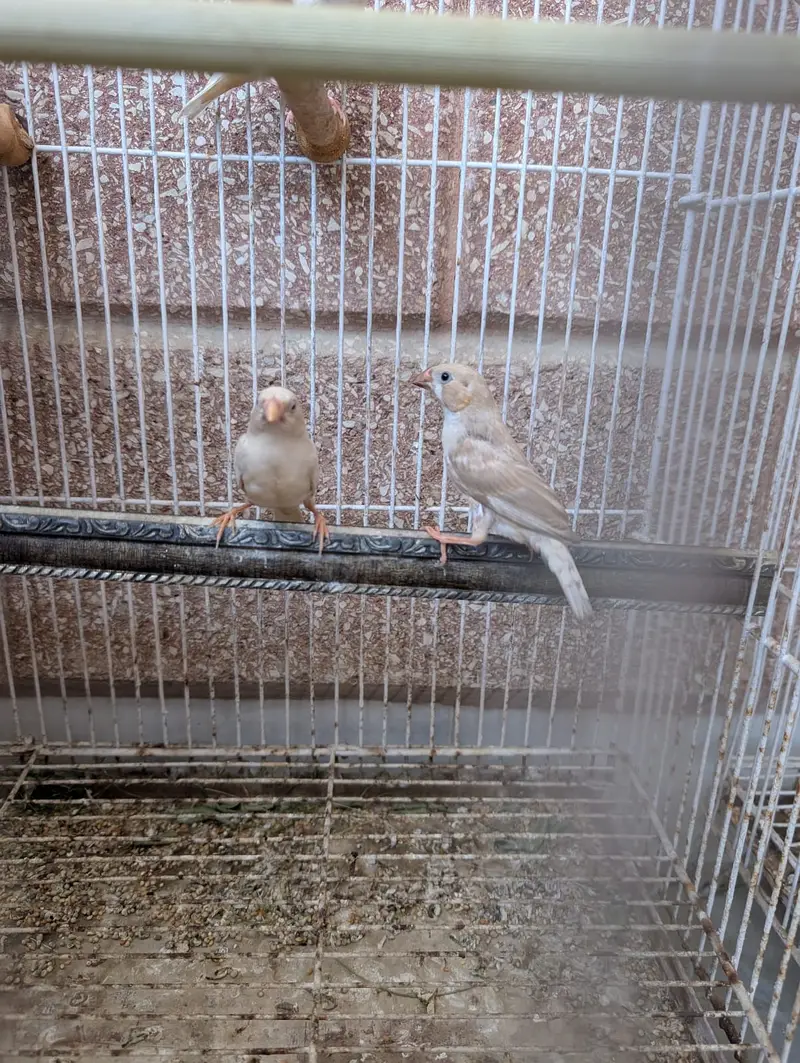 Yellow Back Gouldian Chicks and Half Orange Finches — photo 4