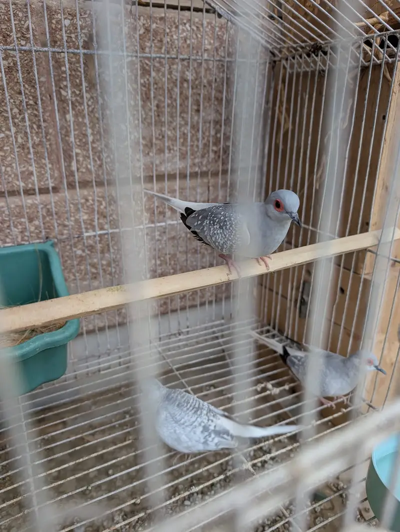 Yellow Back Gouldian Chicks and Half Orange Finches — photo 5