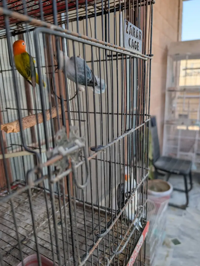 Yellow Back Gouldian Chicks and Half Orange Finches — photo 7