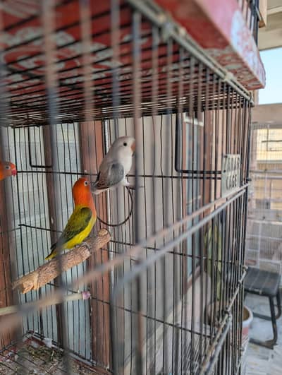 Zebra Finch Pair and Opline Chicks