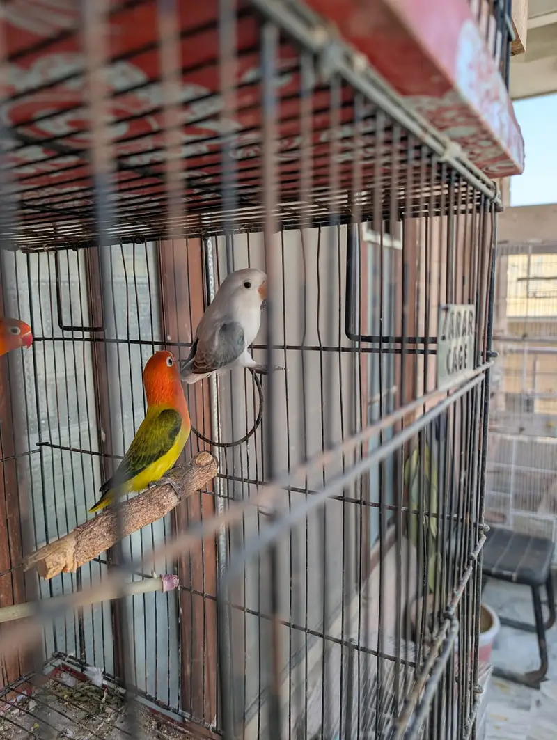 Yellow Back Gouldian Chicks and Half Orange Finches — photo 8