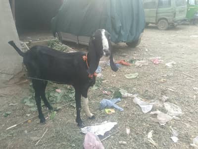 bakri | beetal bakri | doodh wali bakri | long height goat | goats