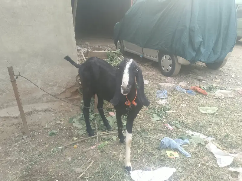 bakri | beetal bakri | doodh wali bakri | long height goat | goats — photo 2