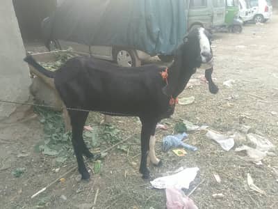 bakri | beetal bakri | doodh wali bakri | long height goat | goats