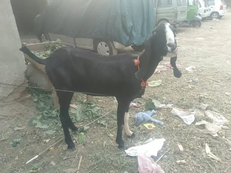 bakri | beetal bakri | doodh wali bakri | long height goat | goats — photo 3