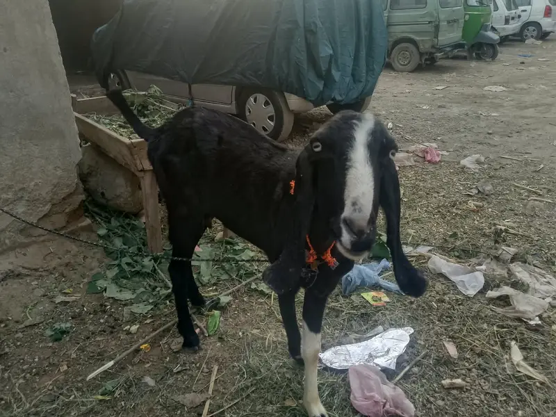 bakri | beetal bakri | doodh wali bakri | long height goat | goats — photo 4