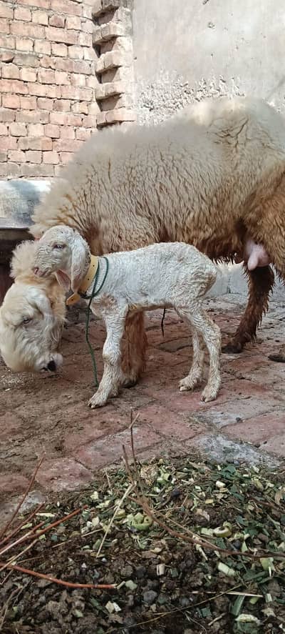 Taza soyi hai sheep