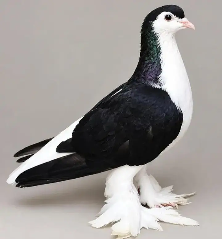 dabaz sharazi kabuter — photo 3