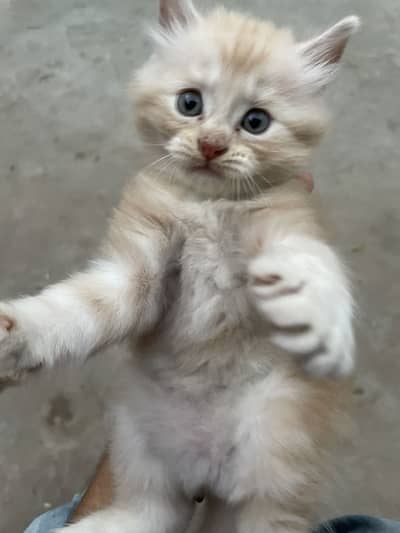 Cat baby 7k