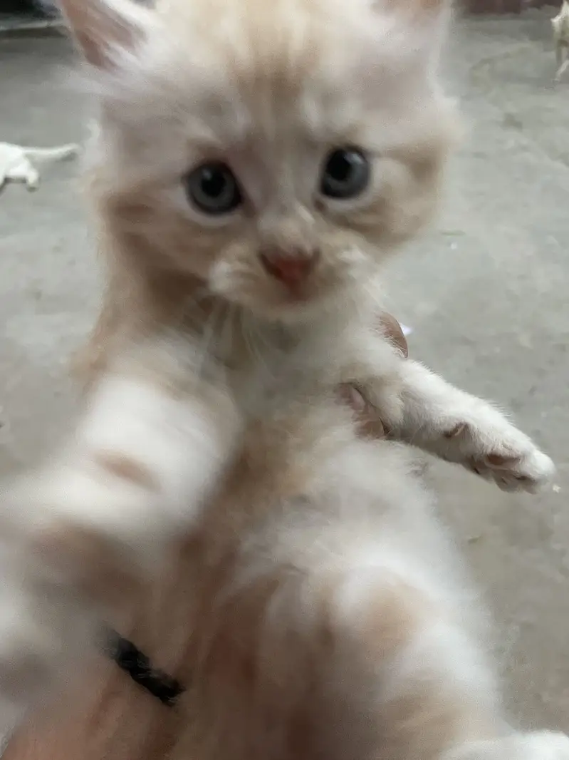 Cat baby 7k — photo 2