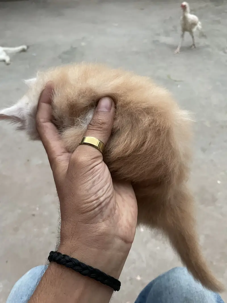 Cat baby 7k — photo 3