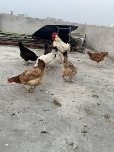 Desi hens for sale