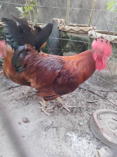 Egg laying hen with a beautiful male in a very reasonable price