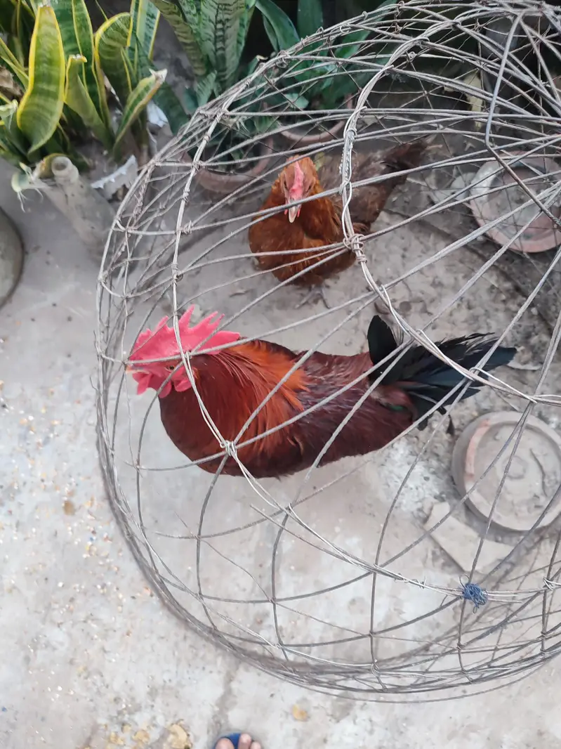 Egg laying hen with a beautiful male in a very reasonable price — photo 2