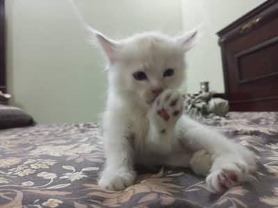 They are double coated Persians and both are two and half months old