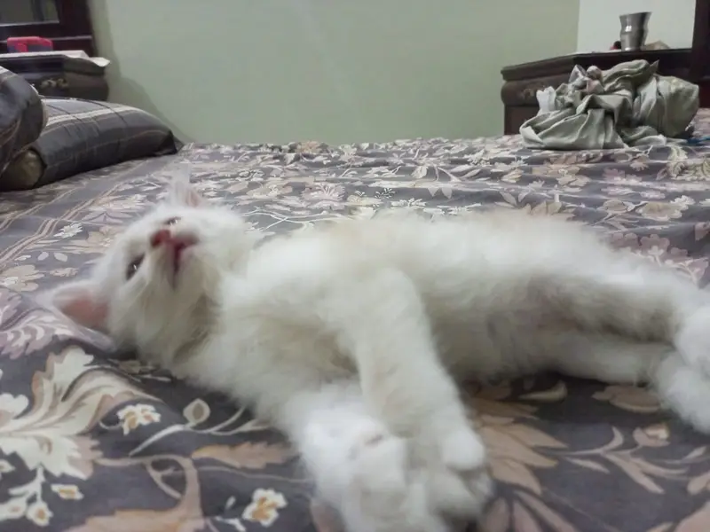 They are double coated Persians and both are two and half months old — photo 2