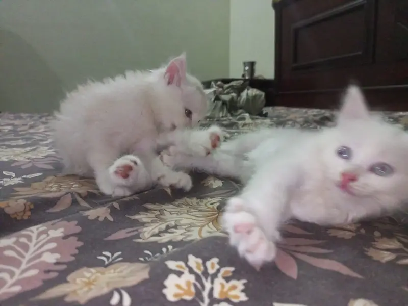 They are double coated Persians and both are two and half months old — photo 3