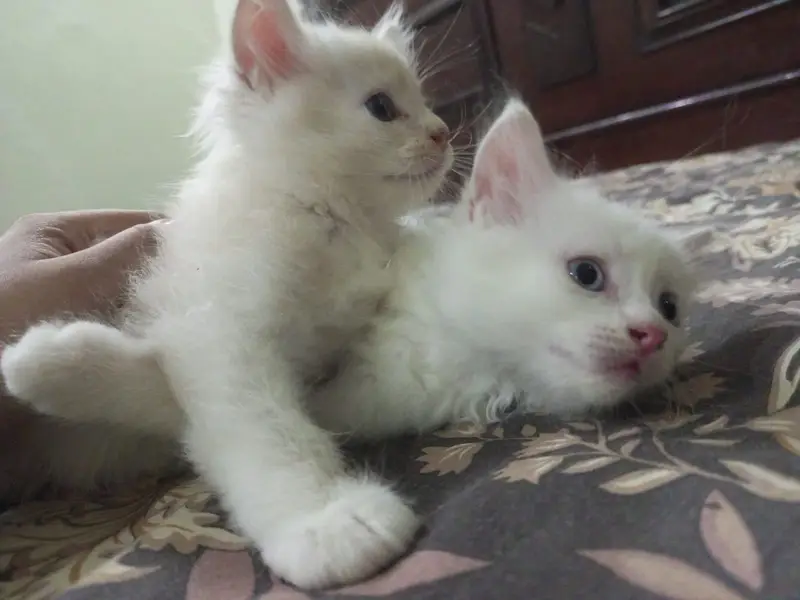 They are double coated Persians and both are two and half months old — photo 4