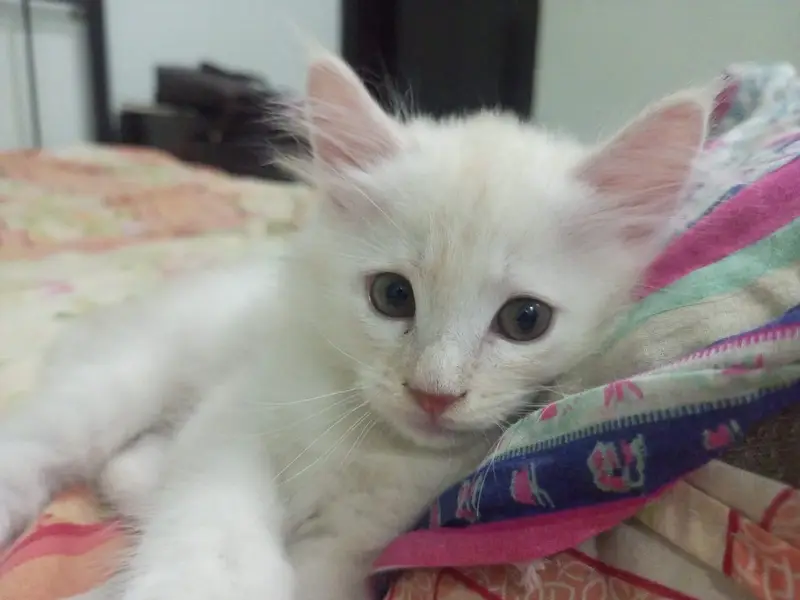 They are double coated Persians and both are two and half months old — photo 5